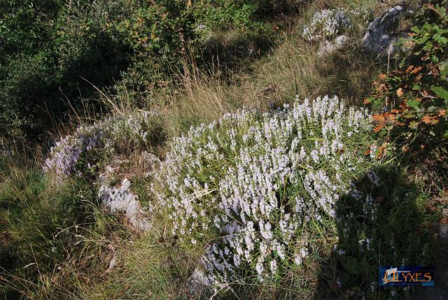 timo in fiore.JPG